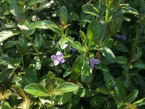 Dyschoriste oblongifolia