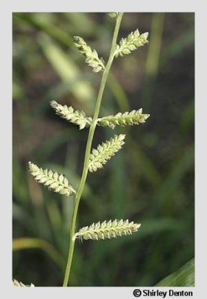 Echinochloa colona