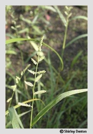 Echinochloa colona