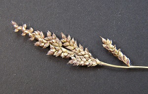 Echinochloa crus-galli