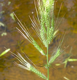 Echinochloa crus-galli