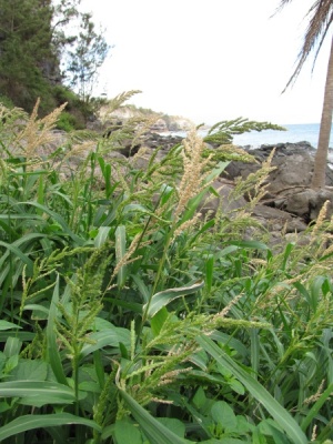 Echinochloa crus-galli