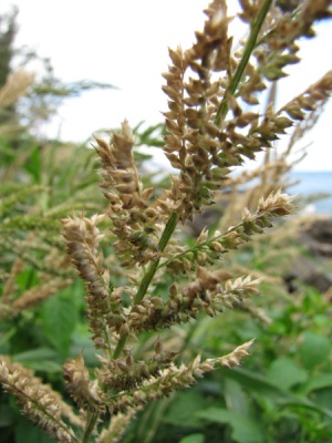 Echinochloa crus-galli