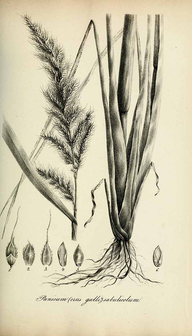 Echinochloa crus-pavonis