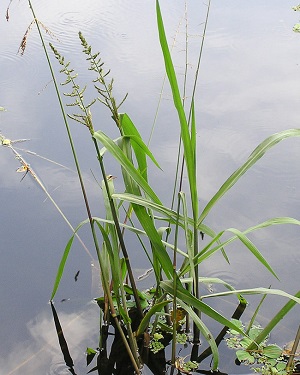 Echinochloa muricata