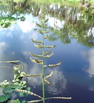 Echinochloa muricata