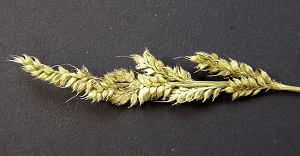 Echinochloa muricata