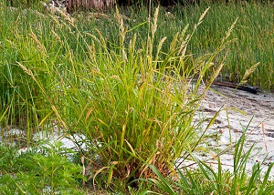 Echinochloa paludigena