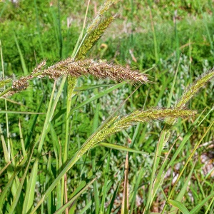 Echinochloa paludigena