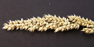 Echinochloa paludigena