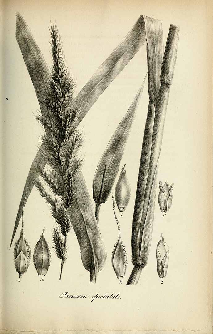 Echinochloa polystachya