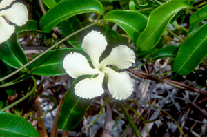 Echites umbellatus