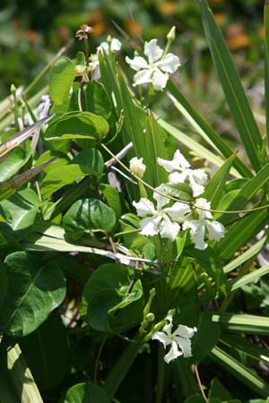 Echites umbellatus