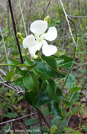 Echites umbellatus