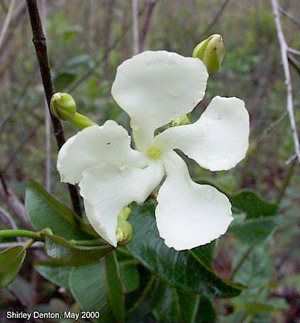 Echites umbellatus