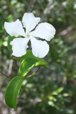 Echites umbellatus