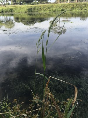 Echinochloa walteri