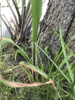 Echinochloa walteri