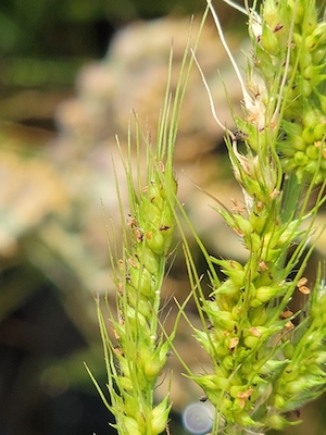 Echinochloa walteri