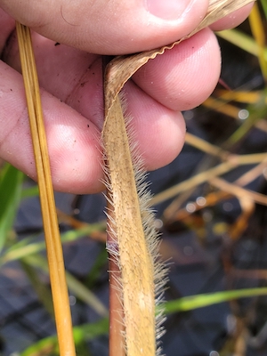 Echinochloa walteri