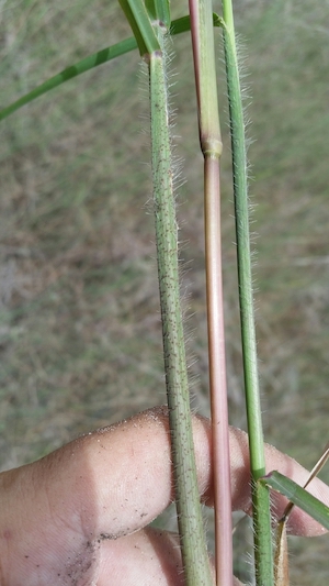 Echinochloa walteri