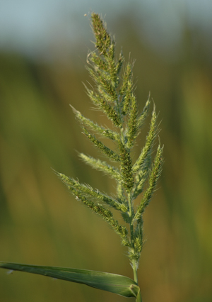 Echinochloa walteri