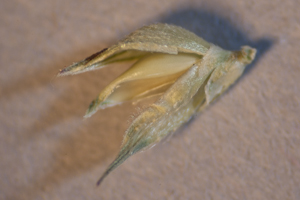 Echinochloa walteri