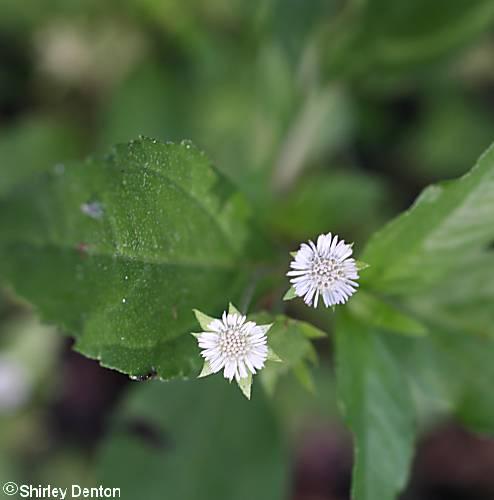 Eclipta prostrata