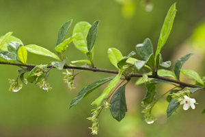 Ehretia microphylla