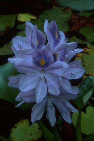 Eichhornia crassipes