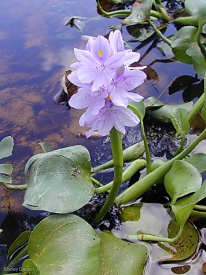 Eichhornia crassipes