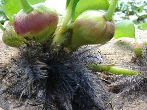 Eichhornia crassipes