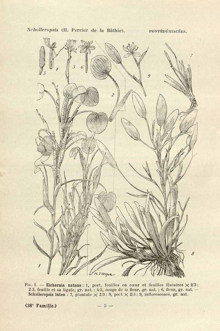 Eichhornia diversifolia