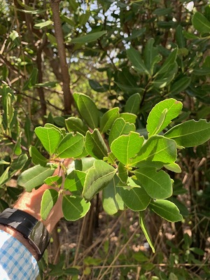 Elaeodendron xylocarpum