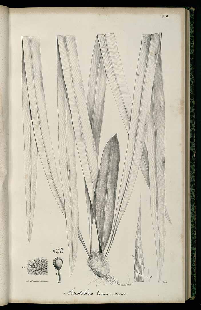 Elaphoglossum herminieri
