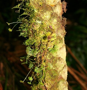 Elaphoglossum peltatum