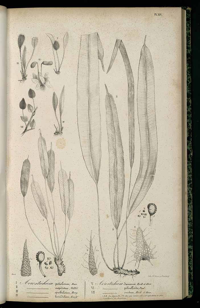 Elaphoglossum spatulatum