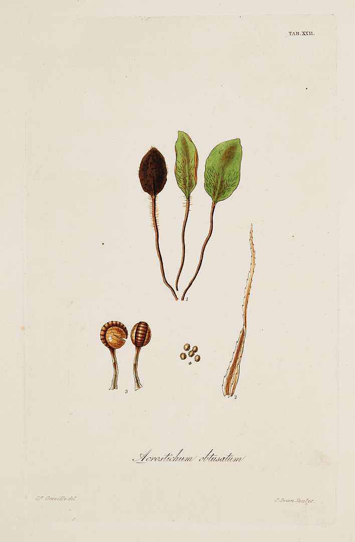 Elaphoglossum spatulatum