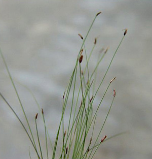 Eleocharis baldwinii