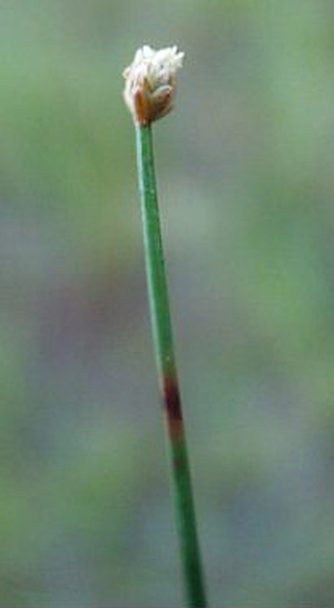 Eleocharis baldwinii