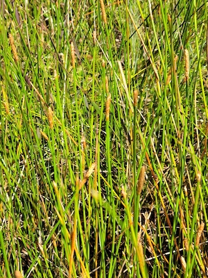 Eleocharis cellulosa