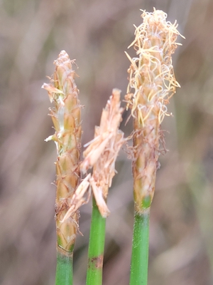 Eleocharis cellulosa