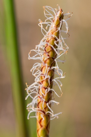 Eleocharis cellulosa