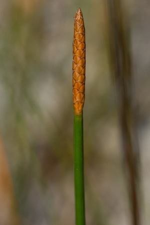 Eleocharis cellulosa