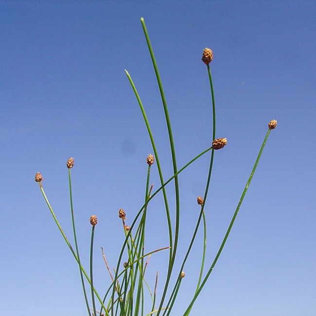 Eleocharis flavescens