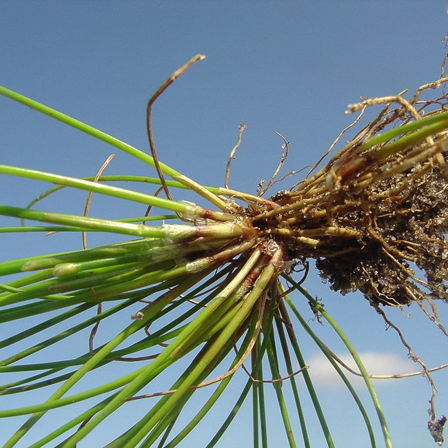 Eleocharis flavescens