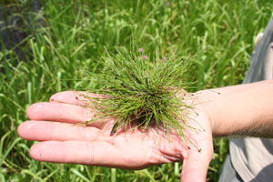 Eleocharis geniculata