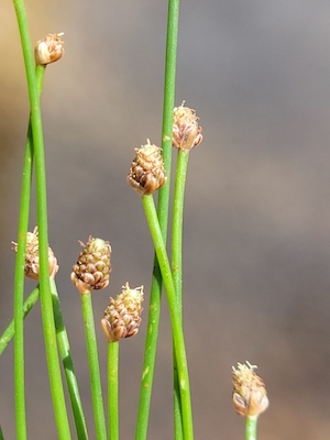 Eleocharis geniculata