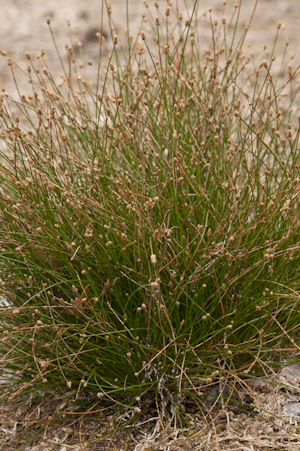 Eleocharis geniculata