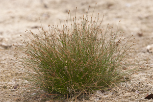 Eleocharis geniculata